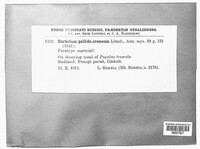 Antrodia griseoflavescens image